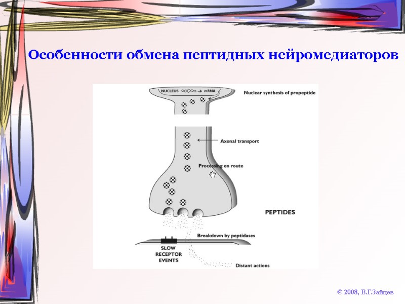 Особенности обмена пептидных нейромедиаторов © 2008, В.Г.Зайцев